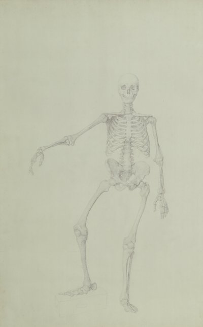 Human Skeleton, Anterior View, Right Arm Outstretched, illustration from 